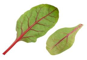 Beet leaves for salad on a white isolated background photo