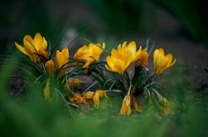 Blooming yellow crocuses with green leaves in the garden, spring flowers photo