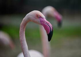 Pink flamingo stands in nature, wild bird photo