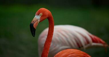 Red flamingo stands in nature, wild bird photo