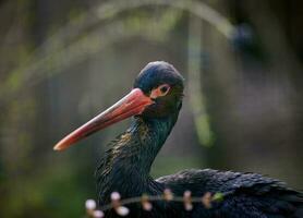 Portrait of a black stork in nature, wild bird photo