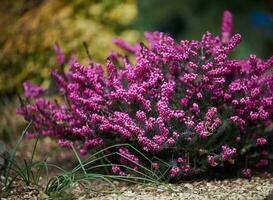 Erica herbaceous bush growing in the garden on a spring day photo