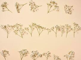 Gypsophilia branch with white flowers on a beige background, top view photo