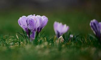 Blooming purple crocuses with green leaves in the garden, spring flowers photo