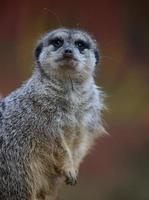 A meerkat stands and looks ahead on a spring day photo