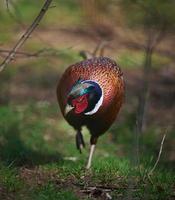 Adult male pheasant walking in the middle of a green lawn photo