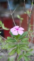 pink periwinkle flower on tree in garden at thailand photo