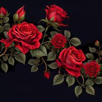 Red rose on black background, floral template - image photo