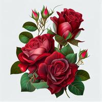 Red rose on white background, floral pattern - image photo