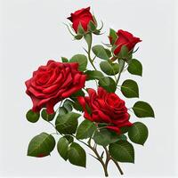 Red rose on white background, floral pattern - image photo