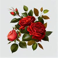 Red rose on white background, floral pattern - image photo