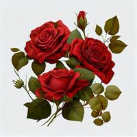 Red rose on white background, floral pattern - image photo