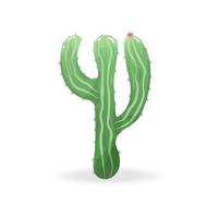 Blooming cactus with spines. Isolated on white background. vector