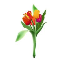 ramo de flores de cinco realista vector tulipanes aislado en blanco antecedentes. rojo, amarillo y púrpura flor brotes verde largo hojas.