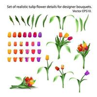 conjunto de realista tulipán flor detalles para arreglando ramos de flores constructor. diseñador de ramos de flores de tulipanes multicolor brotes, pétalos y tallos. largo hojas. aislado vector eps10.