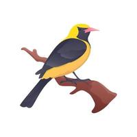 Yellow and black Oriole on branch with isolated background vector