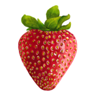 vattenfärg och teckning för färsk jordgubbe. digital målning av frukt och grönsaker illustration. regional livsmedel begrepp. png
