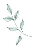 Watercolor Branch with Leaves on isolated background. Hand drawn illustration of Plant. Botanical drawing for greeting cards or wedding invitations in pastel green and light blue colors vector