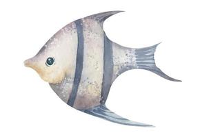 Watercolor illustration of Angelfish. Hand drawn drawing if angel Fish on isolated background. Sketch of underwater fauna in pastel blue colors. Tropical exotic undersea animal for icon or logo vector