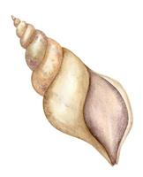 Watercolor spiral Seashell on isolated background. Hand drawn illustration of Sea Shell for design in oceanic style. Drawing of Cockleshell for clipart. Sketch of underwater fauna in pastel colors vector