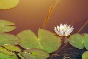 Water lily flower in city pond. Beautiful white lotus with yellow pollen. National symbol of Bangladesh. photo