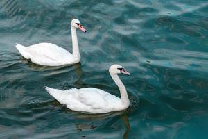 Two swans in high seas. Love concept symbol. Lovely couple. Blue green salt water. photo