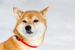 Akita dog, close up face portrait, snow background. Funny cute dog snout, copy space. Fluffy soft fur. photo