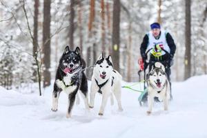 carreras de perros de trineo husky siberiano foto