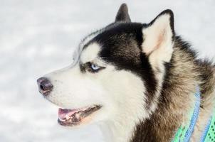 perro husky siberiano de cerca retrato de cara al aire libre. entrenamiento de carreras de perros de trineo en clima frío de nieve. perro de pura raza fuerte, lindo y rápido para el trabajo en equipo con trineo. foto