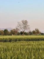 Green Wheat field whistle, Wheat bran fields and wheat in a village photo