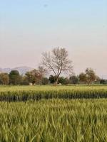 verde trigo campo silbar, trigo salvado campos y trigo en un pueblo foto