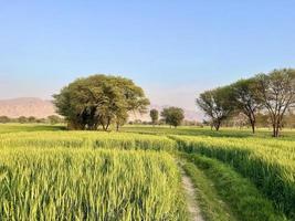 verde trigo campo silbar, trigo salvado campos y trigo en un pueblo foto