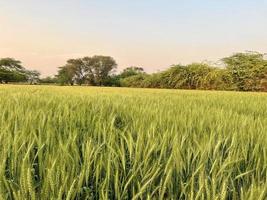 Green Wheat field whistle, Wheat bran fields and wheat in a village photo