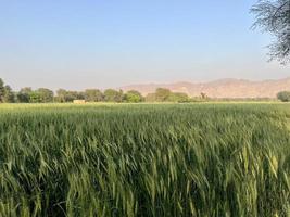 Green Wheat field whistle, Wheat bran fields and wheat in a village photo