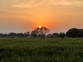 Green Wheat field whistle, Wheat bran fields and wheat in a village photo