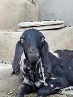 Lovely Goat in a house photo