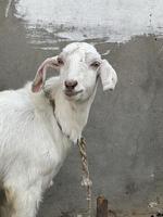 Lovely Goat in a house photo