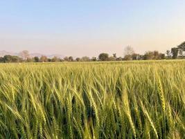 Green Wheat field whistle, Wheat bran fields and wheat in a village photo