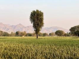 verde trigo campo silbar, trigo salvado campos y trigo en un pueblo foto