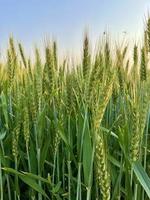 Green Wheat field whistle, Wheat bran fields and wheat in a village photo