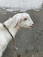 Lovely Goat in a house photo