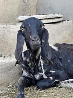 Lovely Goat in a house photo