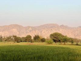 verde trigo campo silbar, trigo salvado campos y trigo en un pueblo foto