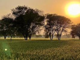 Green Wheat field whistle, Wheat bran fields and wheat in a village photo