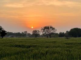 Green Wheat field whistle, Wheat bran fields and wheat in a village photo