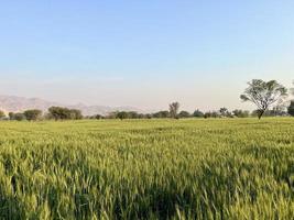 Green Wheat field whistle, Wheat bran fields and wheat in a village photo