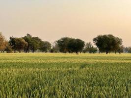 Green Wheat field whistle, Wheat bran fields and wheat in a village photo