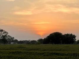 Green Wheat field whistle, Wheat bran fields and wheat in a village photo