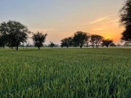 verde trigo campo silbar, trigo salvado campos y trigo en un pueblo foto