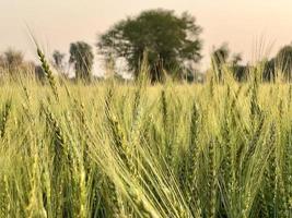 Green Wheat field whistle, Wheat bran fields and wheat in a village photo